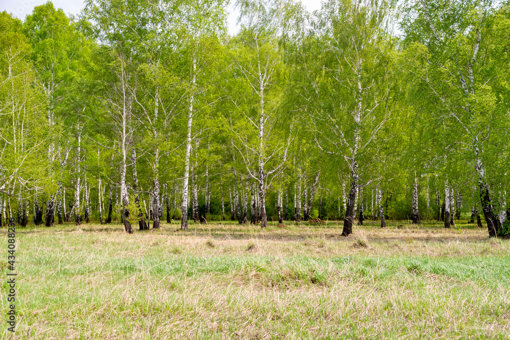 Obraz premium White birch trees in the forest in summer