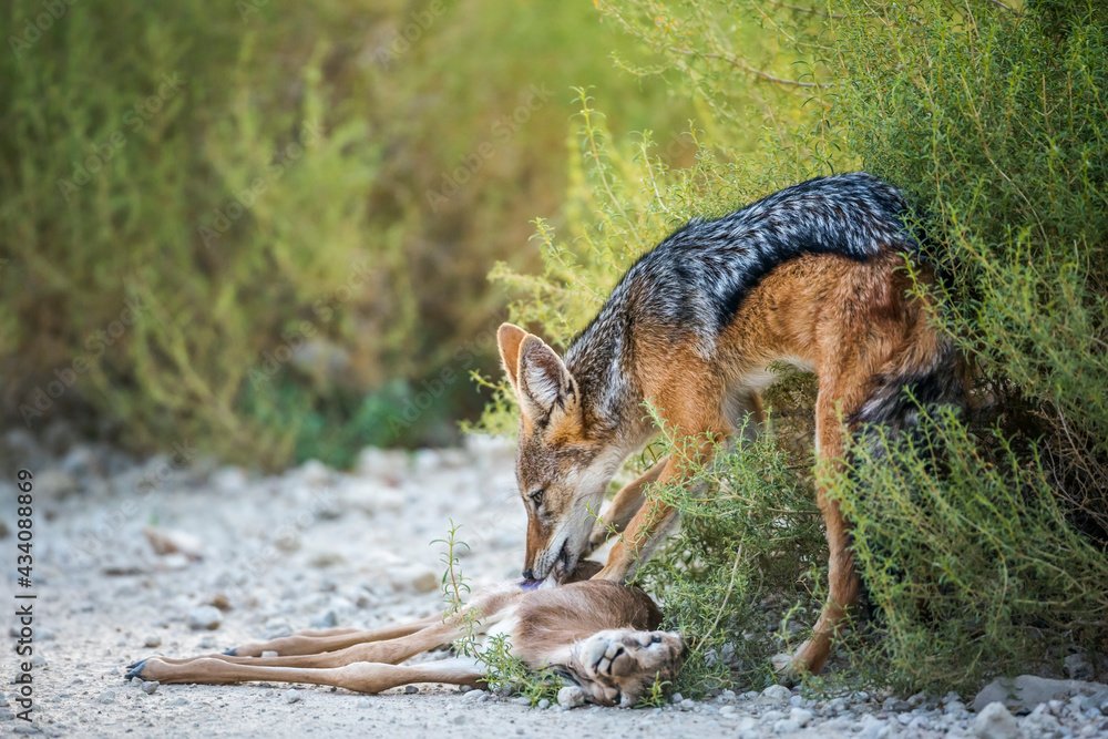 Fototapeta premium Black backed jackal eating his prey in Kgalagadi transfrontier park, South Africa ; Specie Canis mesomelas family of Canidae