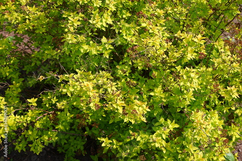 A beautiful yellow twig. Plants.