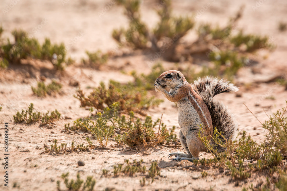 Cape ground squirrel eating seed in dry land in Kgalagadi transfrontier park, South Africa; specie Xerus inauris family of Sciuridae Cape ground squirrel eating seed in dry land in Kgalagadi transfrontier park, South Africa; specie Xerus inauris family of Sciuridae