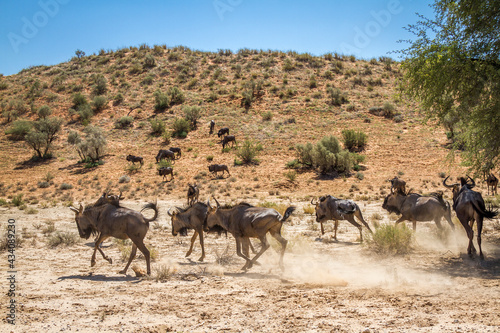 Blue wildebeest group running in arid land in Kgalagadi transfrontier park  South Africa  Specie Connochaetes taurinus family of Bovidae