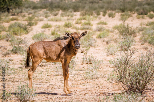 Blue wildebeest calf standing in Kgalagadi transfrontier park, South Africa; Specie Connochaetes taurinus family of Bovidae