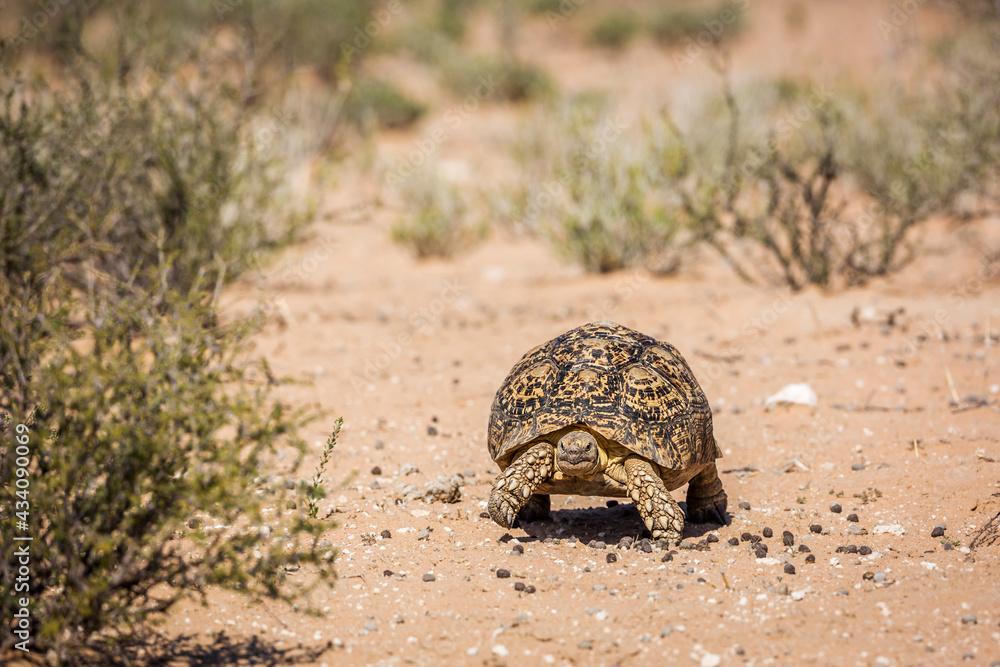 Leopard tortoise walking front view in dry land in Kgalagadi transfrontier park, South Africa ; Specie Stigmochelys pardalis family of Testudinidae Leopard tortoise walking front view in dry land in Kgalagadi transfrontier park, South Africa ; Specie Stigmochelys pardalis family of Testudinidae