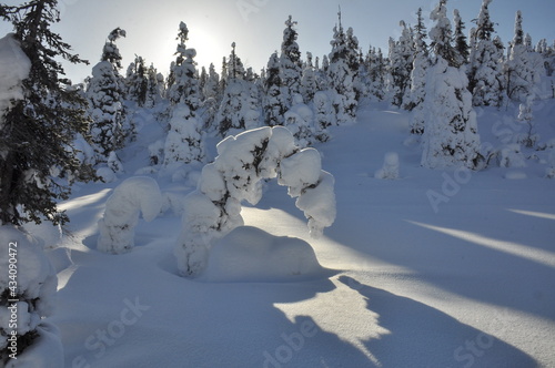 Magical pan view of snowy frozen trees in Northern Karelia, Winter in Paanajarvi National Park photo