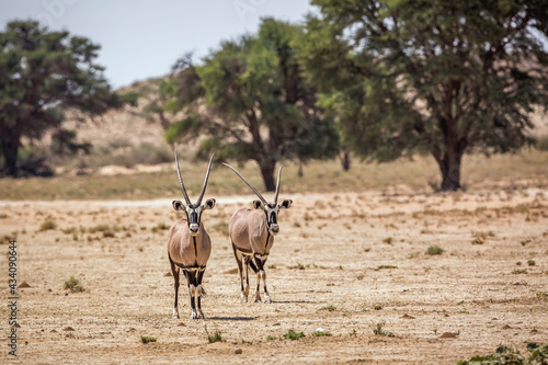 Two South African Oryx walking front view in dry land in Kgalagadi transfrontier park, South Africa; specie Oryx gazella family of Bovidae