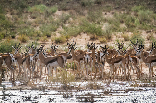 Springbok herd under rain in Kgalagari transfrontier park, South Africa ; specie Antidorcas marsupialis family of Bovidae