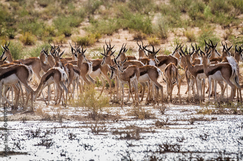 Fototapeta Naklejka Na Ścianę i Meble -  Springbok herd under rain in Kgalagari transfrontier park, South Africa ; specie Antidorcas marsupialis family of Bovidae