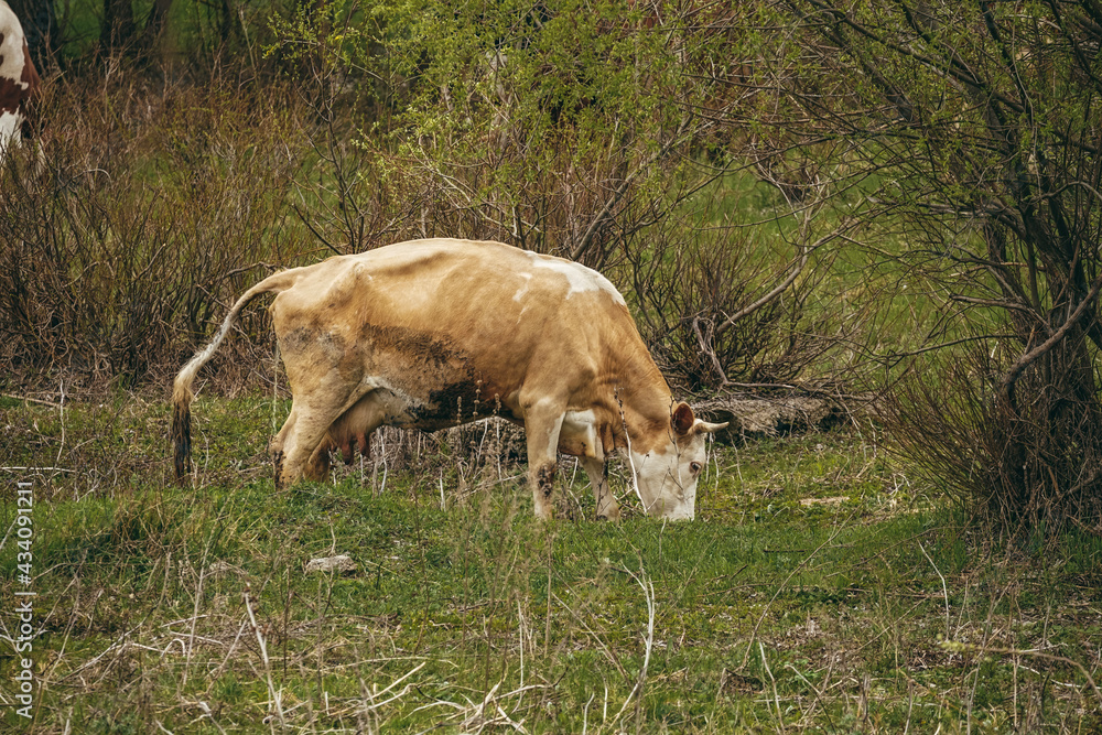 cow and calf cow and calf