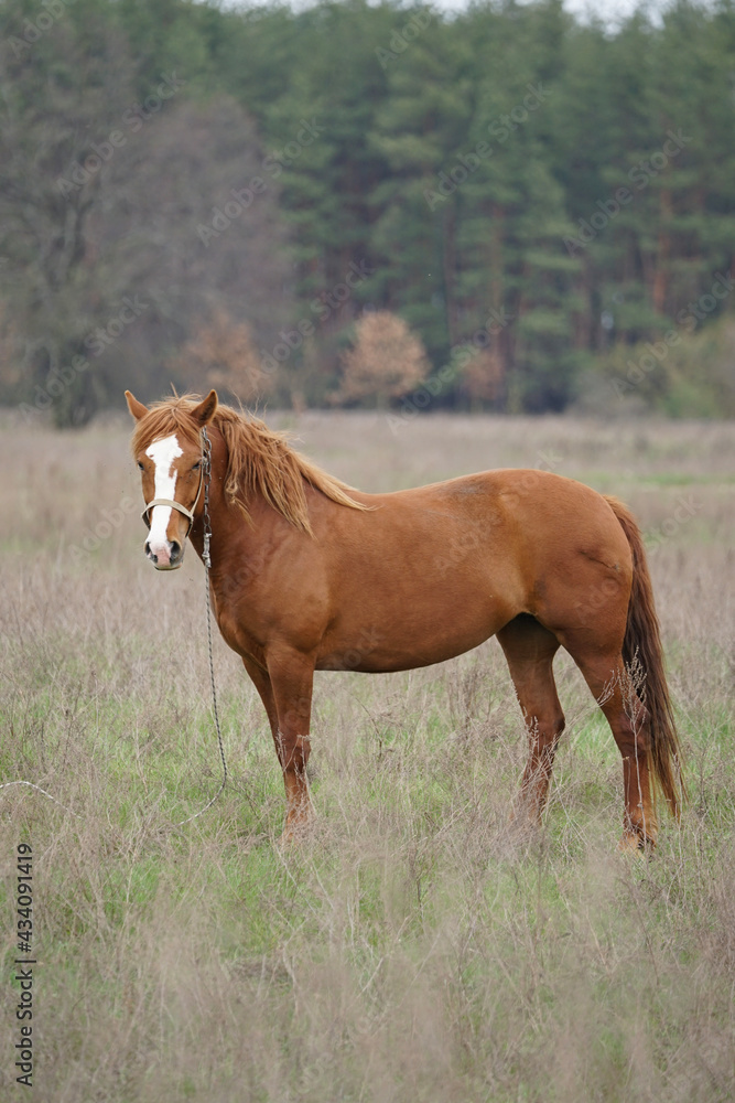 Fototapeta premium horse and foal