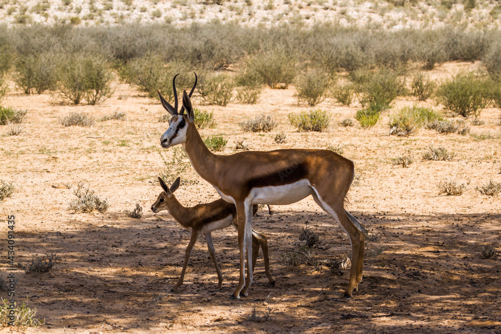 Springbok female with cub in Kgalagari transfrontier park, South Africa ; specie Antidorcas marsupialis family of Bovidae Springbok female with cub in Kgalagari transfrontier park, South Africa ; specie Antidorcas marsupialis family of Bovidae