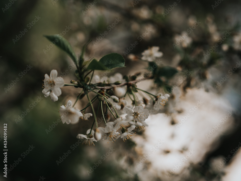 Spring white flowers on a branch close-up. Primroses on a dark background. Atmospheric photo with tree branches Spring white flowers on a branch close-up. Primroses on a dark background. Atmospheric photo with tree branches