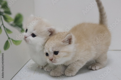 two kittens