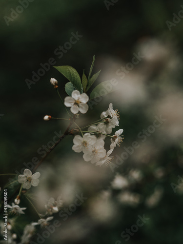 Spring white flowers on a branch close-up. Primroses on a dark background. Atmospheric photo with tree branches