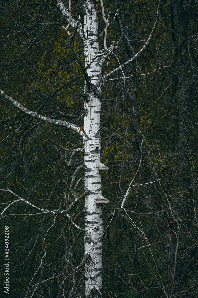 Fototapeta premium trees in the forest