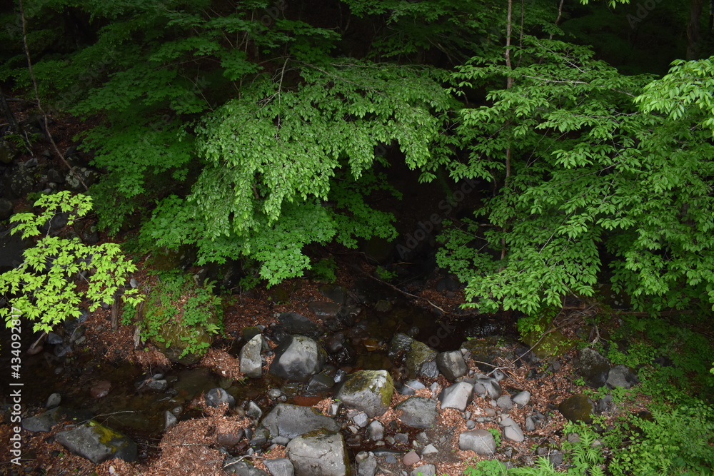 Fototapeta premium 日本 群馬 八ッ場ダムの傍 猿橋 5月の風景