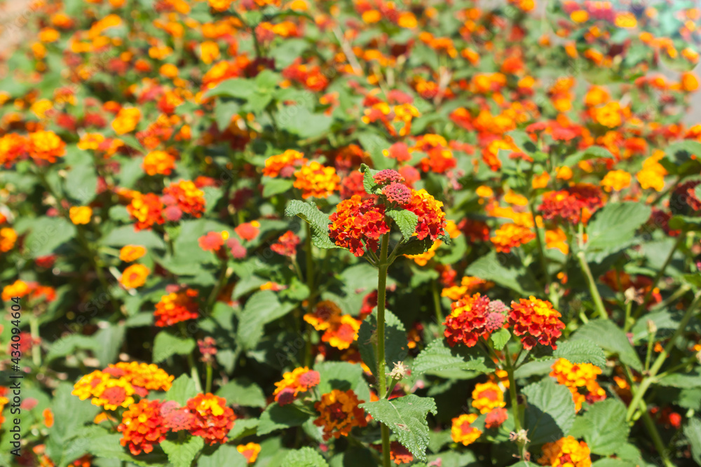 Colorful flowers among green leaves