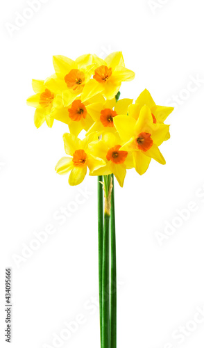 Spring floral border, beautiful fresh daffodils flowers, isolated on white background. Selective focus