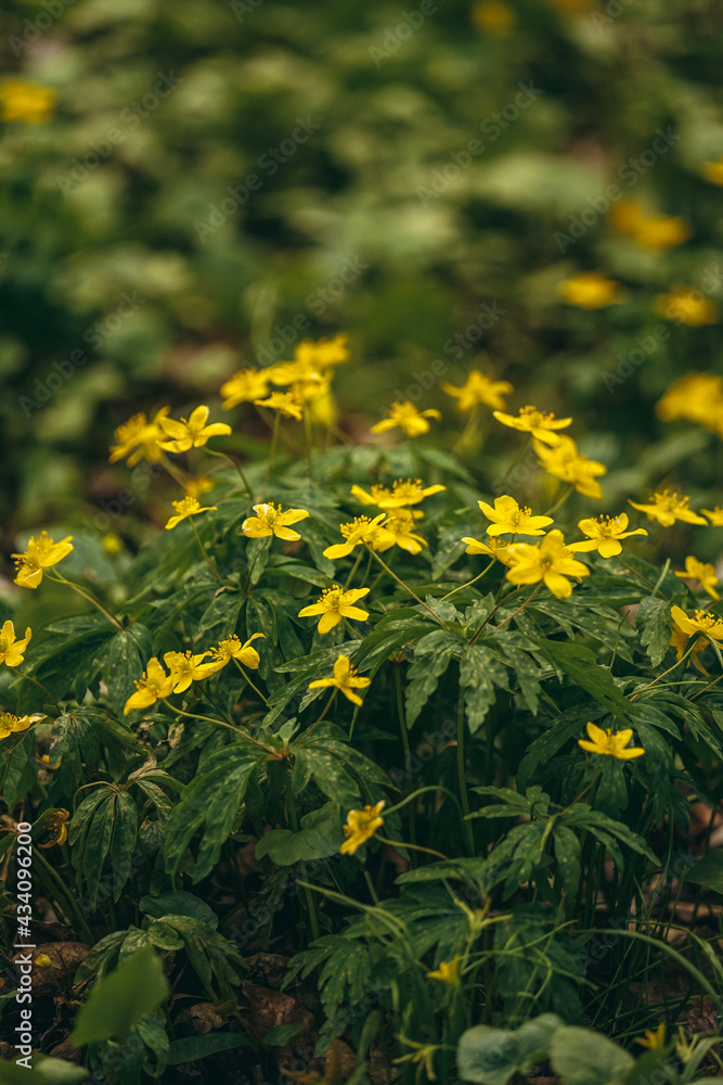 yellow flowers in the garden yellow flowers in the garden