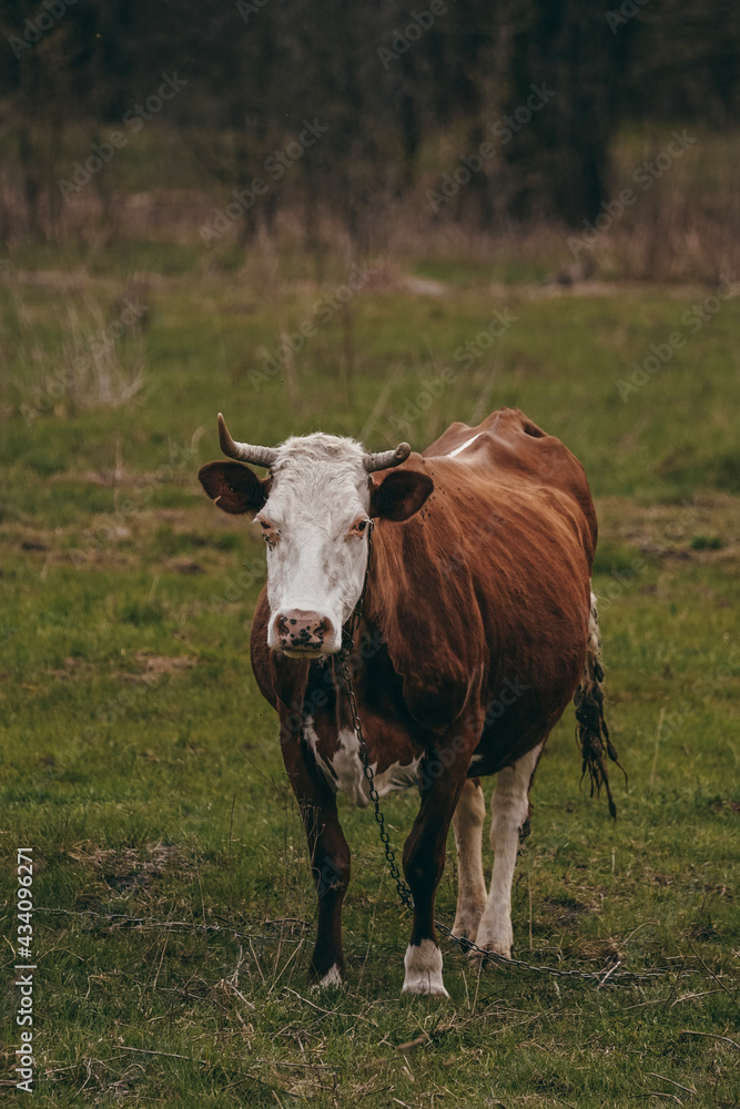 cow on the meadow