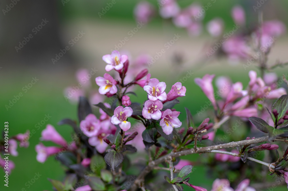 Weigela florida tango cultivated small flowering shrub, purple pink small flowers in bloom on branches