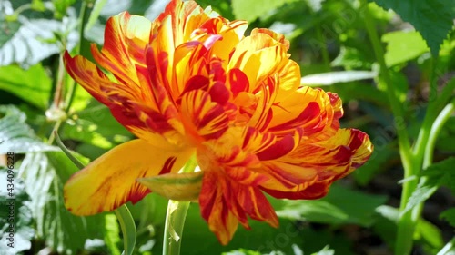 Blooming yellow Double Tulip Allegretto with extra petals on flowerbed swaying on wind green grass. Bright beautiful peony-flowered late parrot plant growing in sunlight. Natural floral screensaver 4K