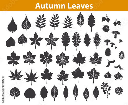 autumn fall leaves silhouettes set in black color, maple chestnut ash oak birch gum beech walnut rowan elm trees foliage. leafs are included as art brushes in library