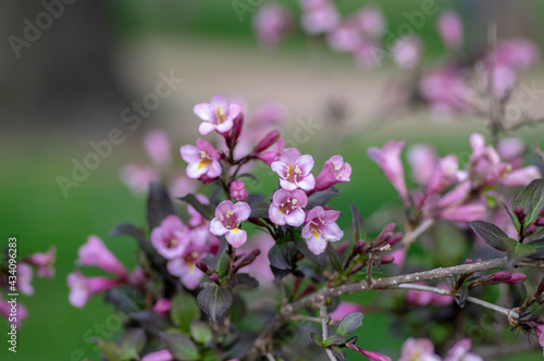 Weigela florida tango cultivated small flowering shrub, purple pink small flowers in bloom on branches