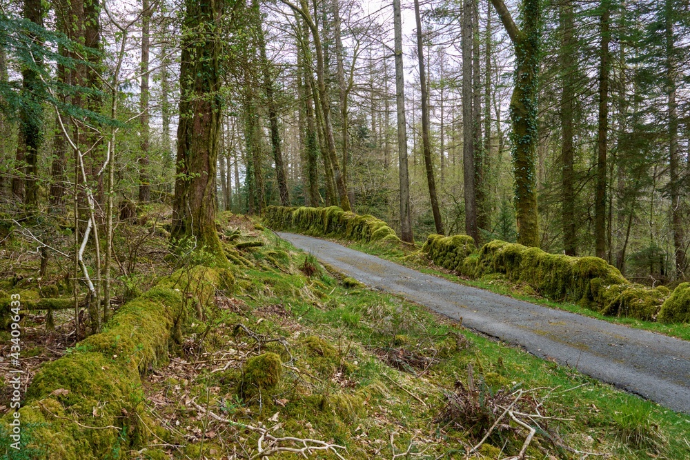 Fototapeta premium Single track road through Mossy Woodland in North Wales