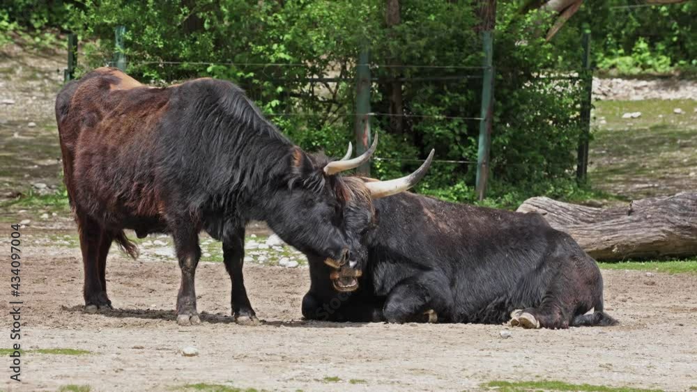 Heck cattle, Bos primigenius taurus, claimed to resemble the extinct aurochs. Domestic highland cattle seen in a German park Heck cattle, Bos primigenius taurus, claimed to resemble the extinct aurochs. Domestic highland cattle seen in a German park