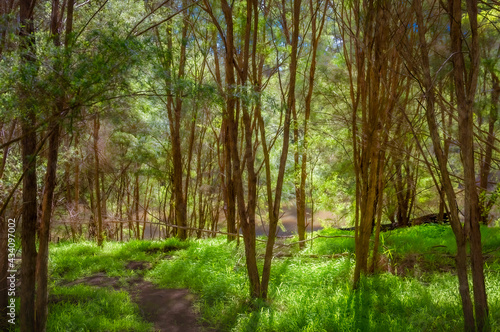  Tea Tree Forest