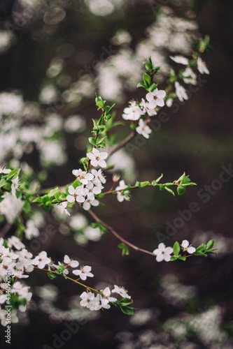 Branches of a blossoming tree on a garden background.