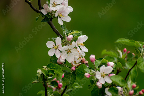 Flowers blossom