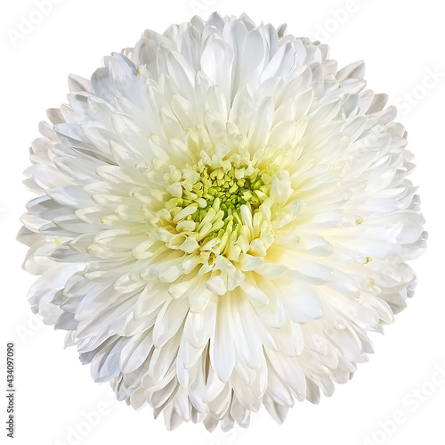 White  chrysanthemum.  Flower on a white isolated background with clipping path.  For design.  Closeup.  Nature.