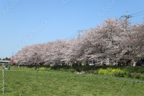 春の日本の公園に咲くソメイヨシノのサクラの花