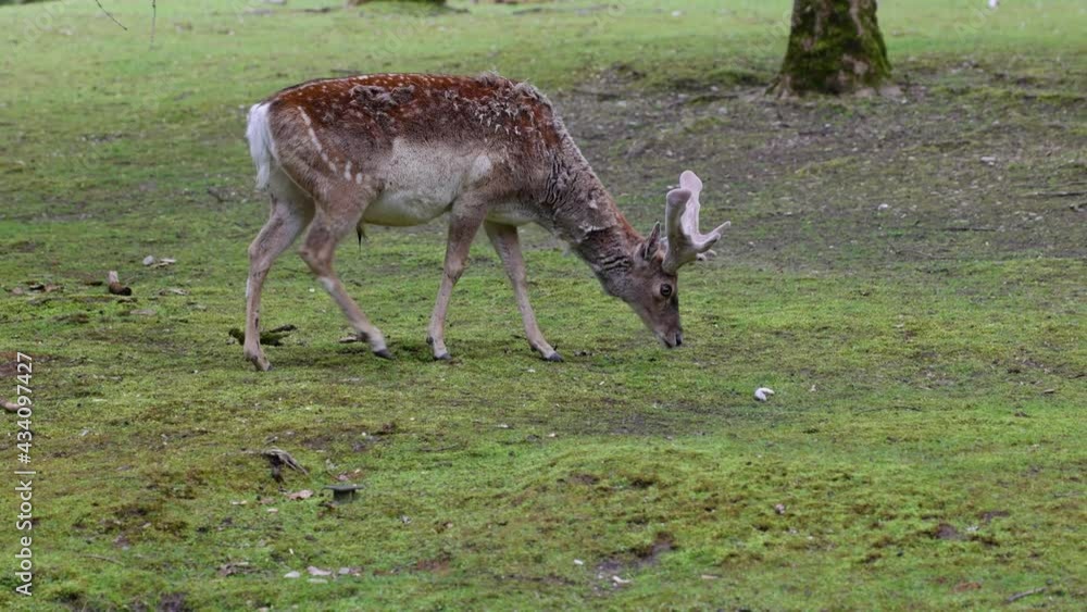 The fallow deer, Dama mesopotamica is a ruminant mammal belonging to the family Cervidae. The fallow deer, Dama mesopotamica is a ruminant mammal belonging to the family Cervidae.