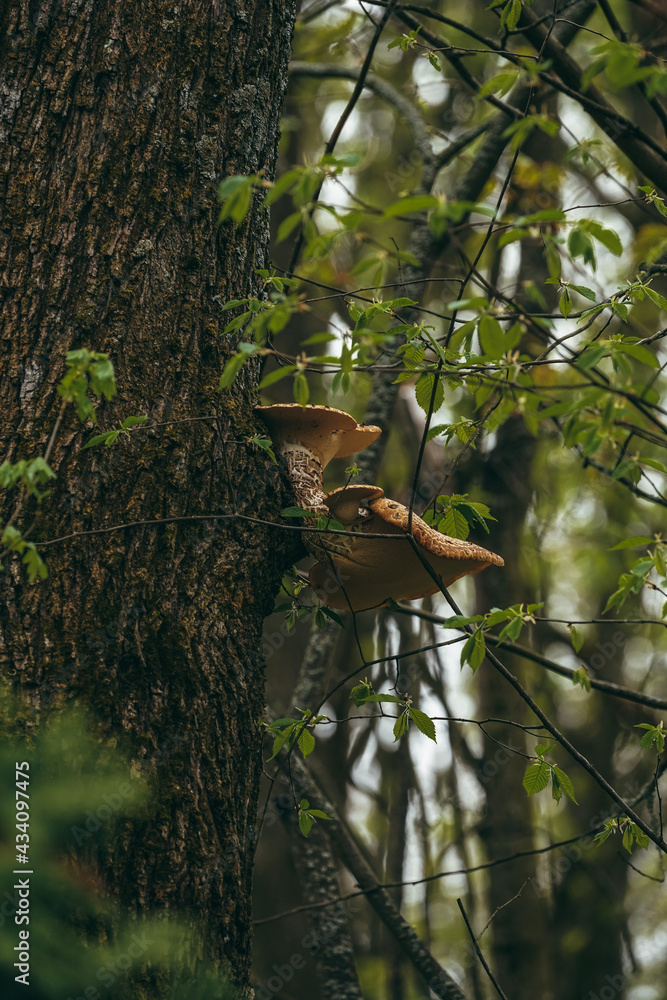 Fototapeta premium bird in tree
