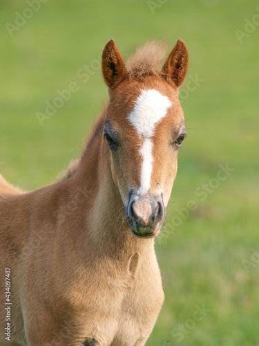 Welsh Pony Foal