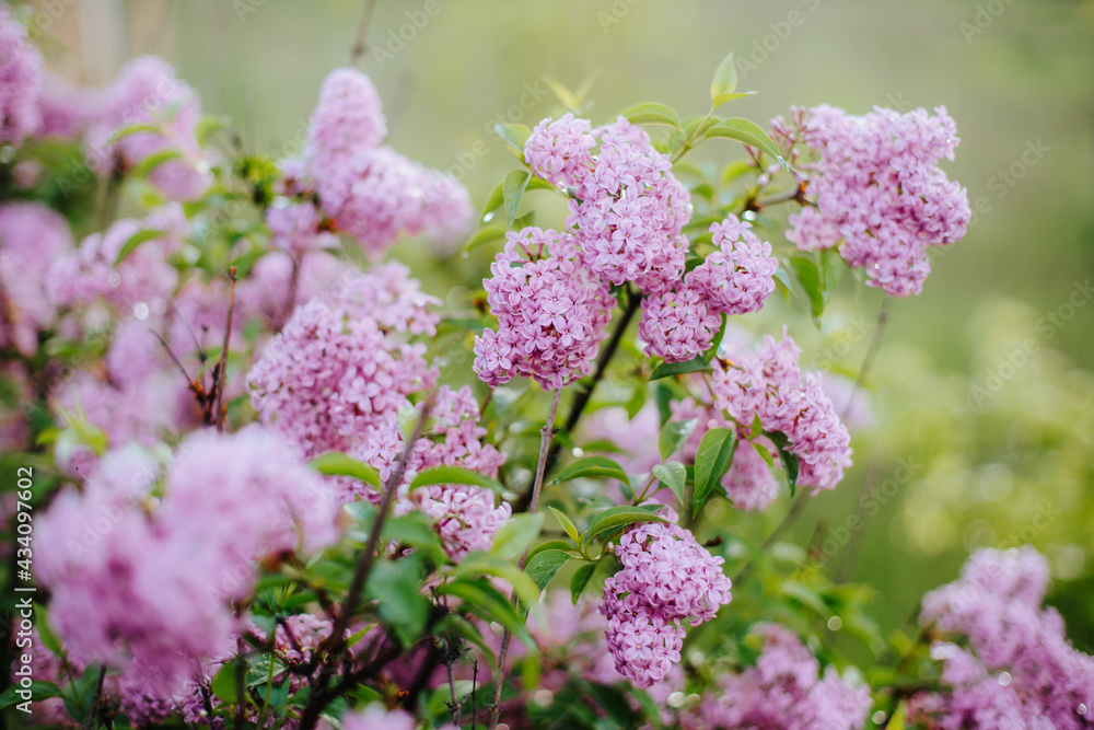 close-up of pile of lilac