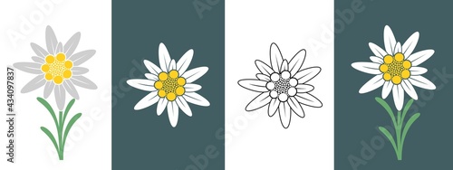 Fotografie Edelweiss logo. Isolated edelweiss on white background