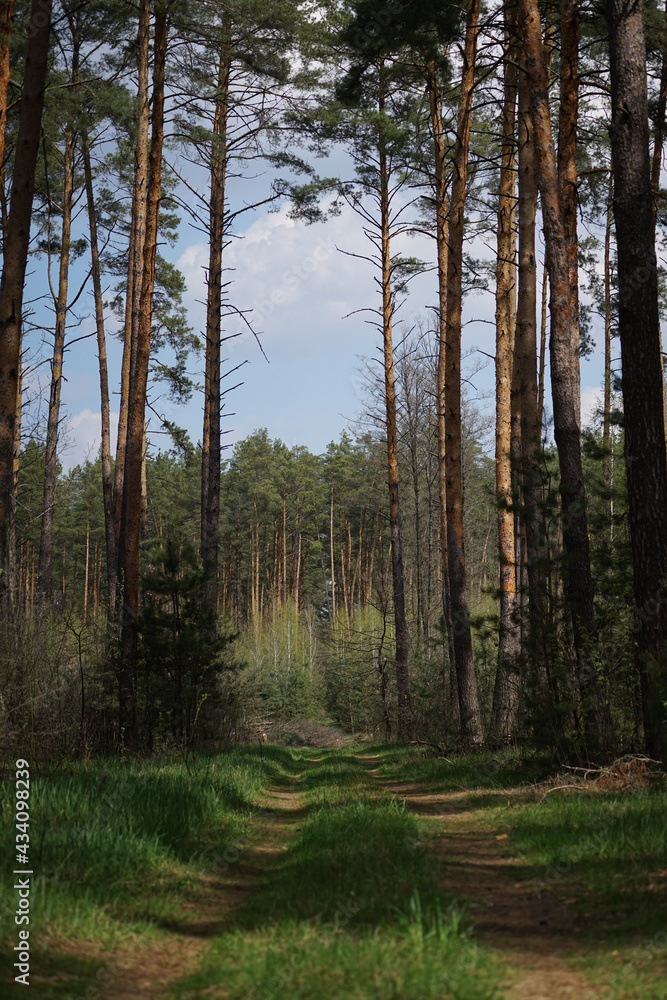 Fototapeta premium forest in autumn