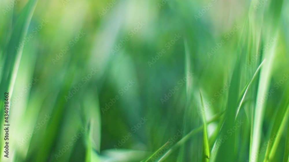 Close up of green grass in the meadow in sunlight in the wind in spring season. Beautiful summer nature background. 4k Close up of green grass in the meadow in sunlight in the wind in spring season. Beautiful summer nature background. 4k
