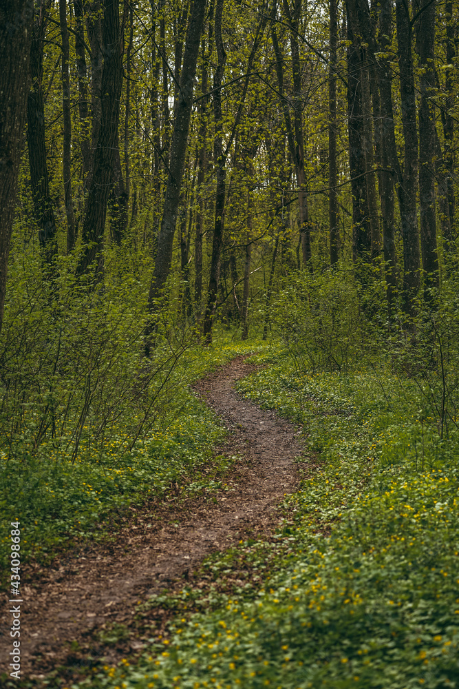 Fototapeta premium path in the woods