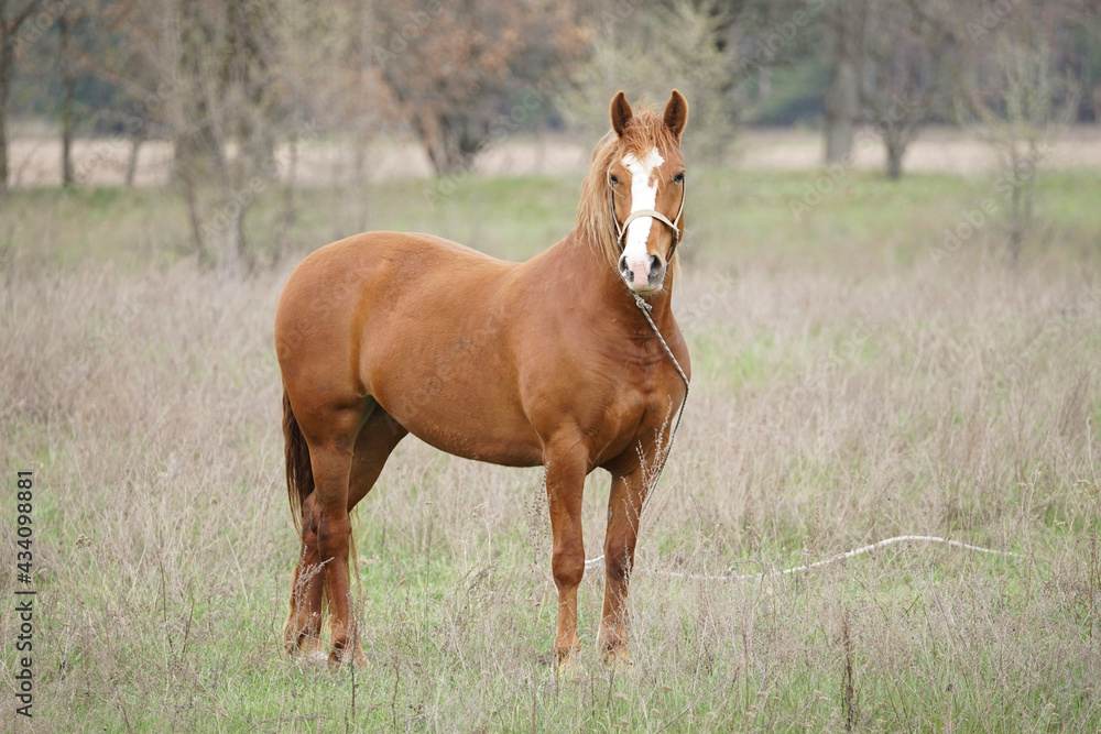 Fototapeta premium horse in the field
