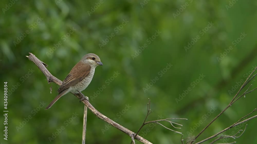 Young Red-backed shrike bird (Lanius collurio) perched on a dry stick on a rainy spring day. Young Red-backed shrike bird (Lanius collurio) perched on a dry stick on a rainy spring day.