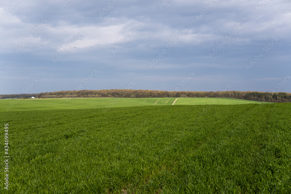 Obraz premium Field of young green wheat seedlings. Sprouts of young barley or wheat that have sprouted in the soil. Close up on sprouting rye on a field. Sprouts of rye. Agriculture, cultivation.