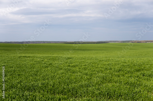 Field of young green wheat seedlings. Sprouts of young barley or wheat that have sprouted in the soil. Close up on sprouting rye on a field. Sprouts of rye. Agriculture  cultivation.