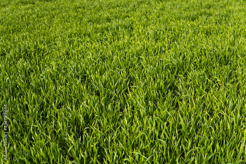 Young green wheat seedlings growing in soil on a field. Close up on sprouting rye on a field. Sprouts of rye. Sprouts of young barley or wheat that have sprouted in the soil. Agriculture, cultivation. Young green wheat seedlings growing in soil on a field. Close up on sprouting rye on a field. Sprouts of rye. Sprouts of young barley or wheat that have sprouted in the soil. Agriculture, cultivation.