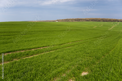 Field of young green wheat seedlings. Sprouts of young barley or wheat that have sprouted in the soil. Close up on sprouting rye on a field. Sprouts of rye. Agriculture  cultivation.