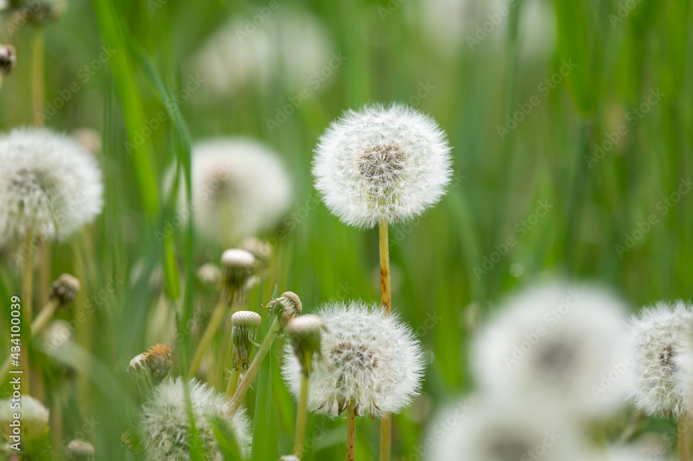 Dandelion ready to blow growing in a green meadow