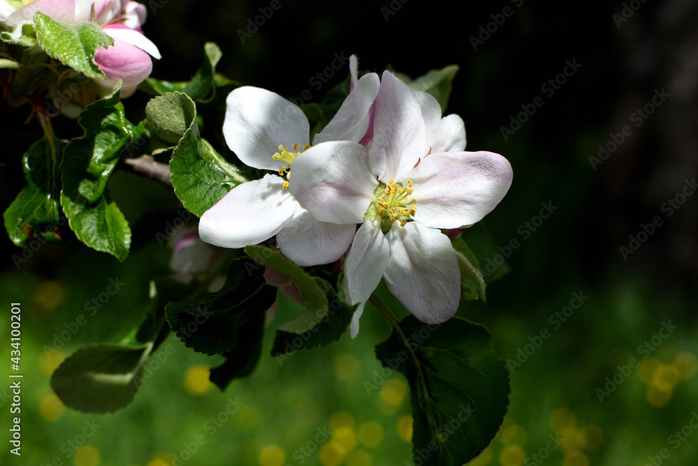 apple tree blossom illuminated by sunlight with shadow background apple tree blossom illuminated by sunlight with shadow background